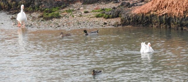 Fotos i vídeo: La fauna del Cervol a Vinaròs