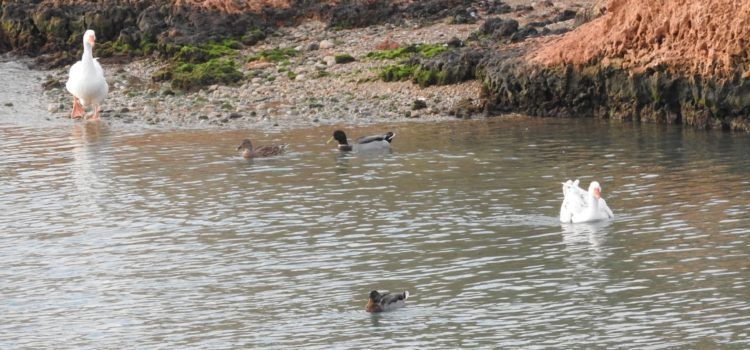 Fotos i vídeo: La fauna del Cervol a Vinaròs