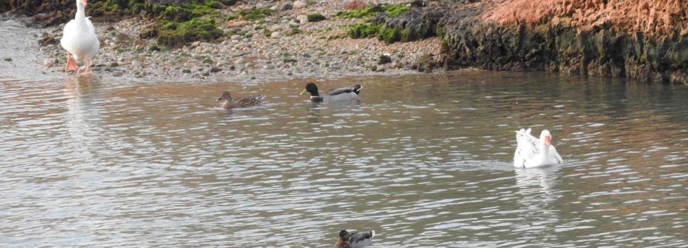 Fotos i vídeo: La fauna del Cervol a Vinaròs