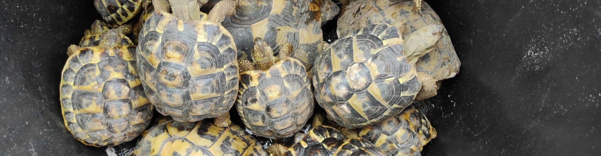 Comissem al Baix Ebre 20 exemplars de tortugues de terra mediterrànies