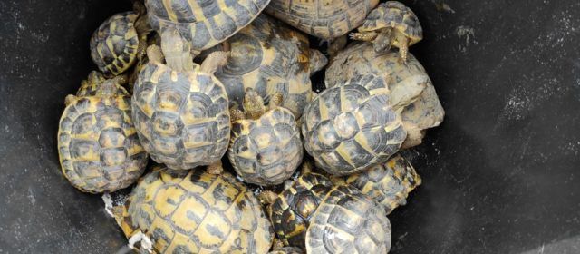 Comissem al Baix Ebre 20 exemplars de tortugues de terra mediterrànies
