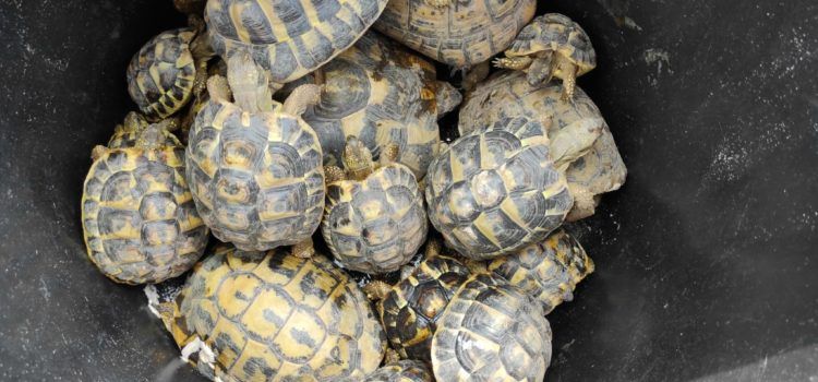 Comissem al Baix Ebre 20 exemplars de tortugues de terra mediterrànies