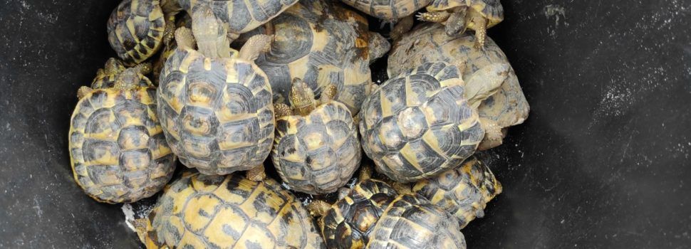 Comissem al Baix Ebre 20 exemplars de tortugues de terra mediterrànies