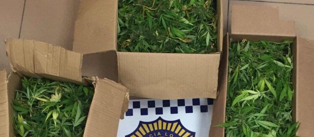 Imputats a Vinaròs per tinença de plantes de marihuana
