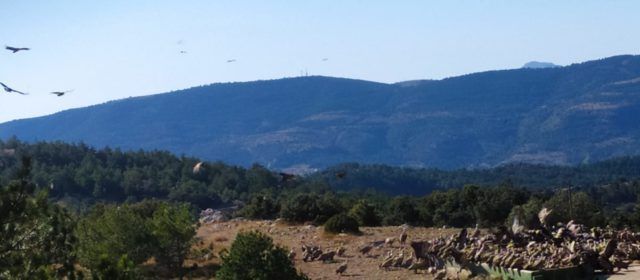 El Parc Natural de la Tinença celebrà a Vallibona el Dia de les Aus Migratòries