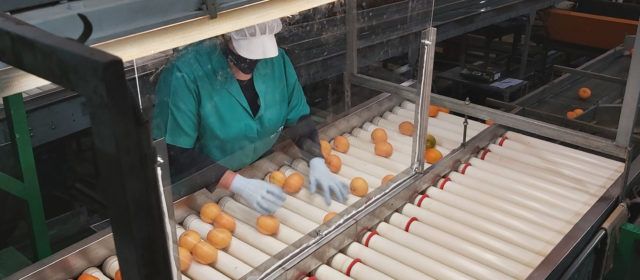 La Cooperativa Agrícola de Benicarló prevé comercializar casi 50.000 toneladas de cítricos de calidad y seguros