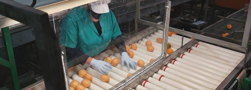La Cooperativa Agrícola de Benicarló prevé comercializar casi 50.000 toneladas de cítricos de calidad y seguros