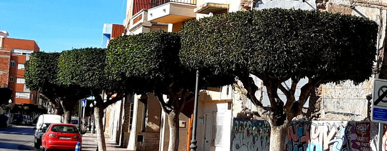 Poda d’arbrat a Benicarló