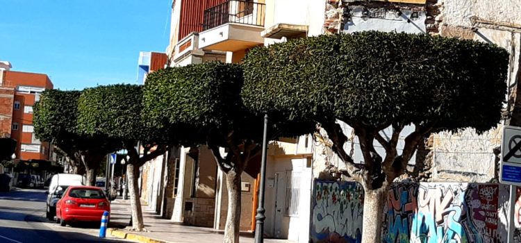 Poda d’arbrat a Benicarló