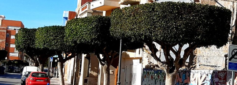 Poda d’arbrat a Benicarló