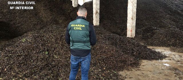 2 detenidos y 8 investigados por supuestos 17 hurtos de algarrobas en Vinaròs, Sant Rafael, Sant Jordi, Benicarló, Càlig y Cervera de varias localidades del Baix Maestrat