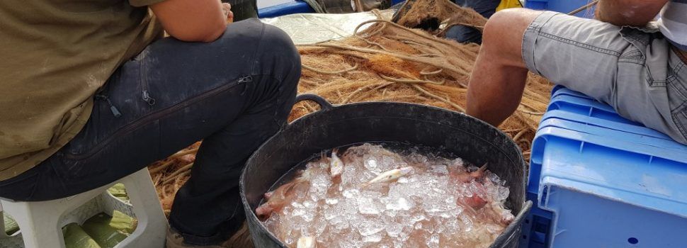 COINCOPESCA rebutja la reducció de l’esforç pesquer dels arrossegadors valencians per al 2021