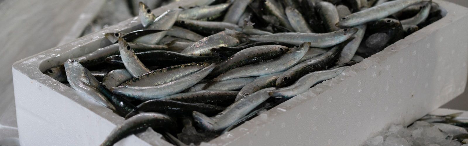 El peix i els pescadors de Xàbia, Castelló, Benicarló i Calp protagonistes en Gastrónoma