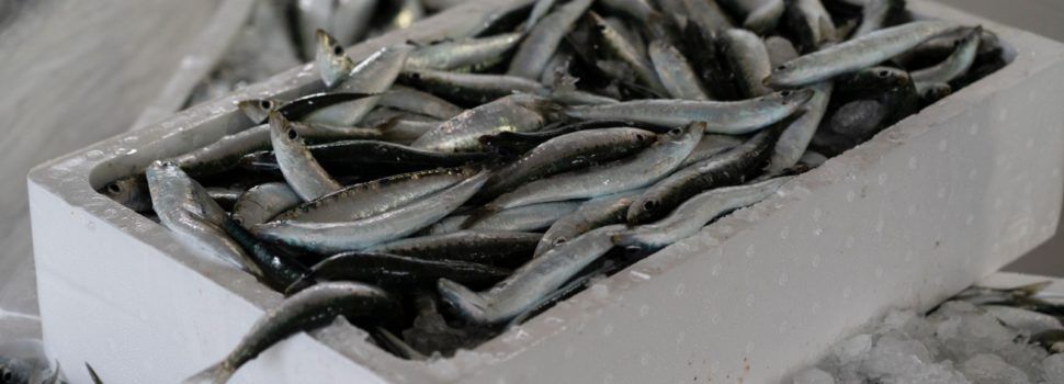El peix i els pescadors de Xàbia, Castelló, Benicarló i Calp protagonistes en Gastrónoma