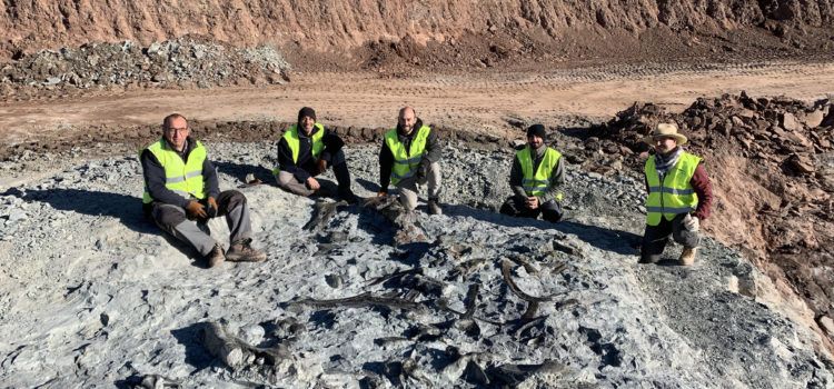 Noves restes de dinosaures ornitòpodes a les mines d’argila de Morella