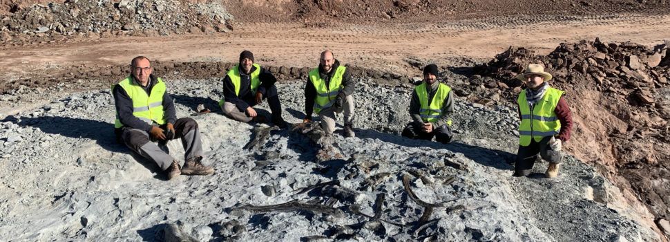 Noves restes de dinosaures ornitòpodes a les mines d’argila de Morella