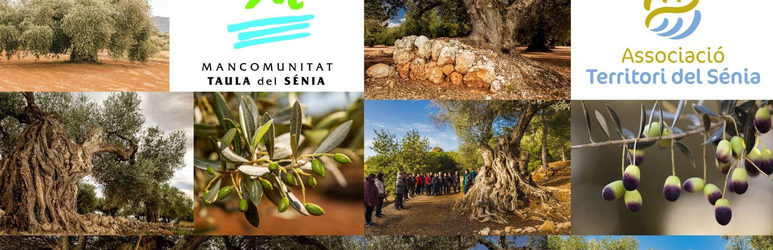 6.358 oliveres mil·lenàries catalogades al territori Sénia, sent Ulldecona i Canet on n’hi ha més