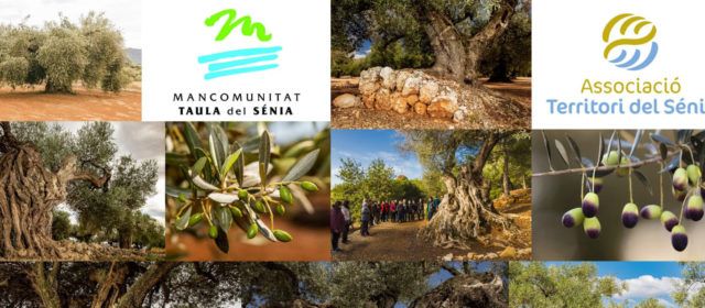 6.358 oliveres mil·lenàries catalogades al territori Sénia, sent Ulldecona i Canet on n’hi ha més