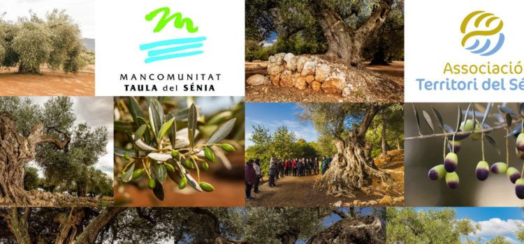6.358 oliveres mil·lenàries catalogades al territori Sénia, sent Ulldecona i Canet on n’hi ha més