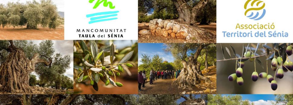 6.358 oliveres mil·lenàries catalogades al territori Sénia, sent Ulldecona i Canet on n’hi ha més
