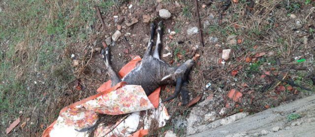 Fotos: una altra cabra morta a Vallibona