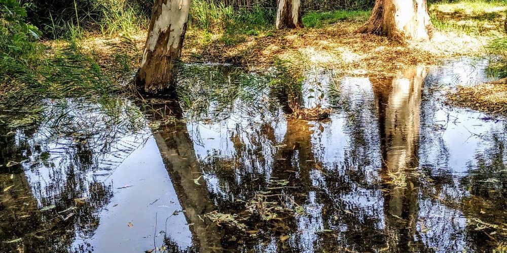 Fotos: Ullals de Baltasar, al Delta de l’Ebre