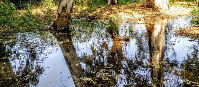 Fotos: Ullals de Baltasar, al Delta de l’Ebre