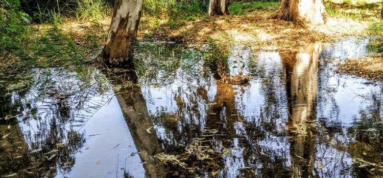 Fotos: Ullals de Baltasar, al Delta de l’Ebre
