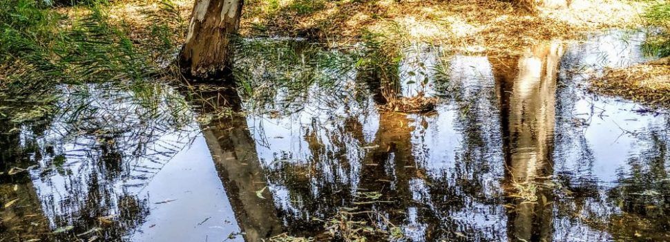 Fotos: Ullals de Baltasar, al Delta de l’Ebre