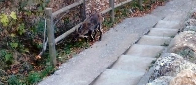 Cabra “berenant” a Vallibona