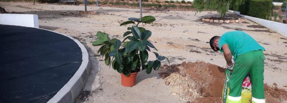 L’Ajuntament d’Alcalà-Alcossebre planta noves espècies arbòries en diferents punts dels nuclis urbans