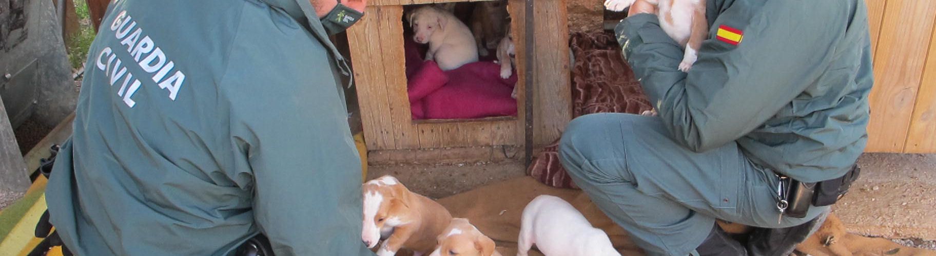 La Guardia Civil y la protectora de animales ARCA, rescatan 8 cachorros y una perra adulta en Roquetes