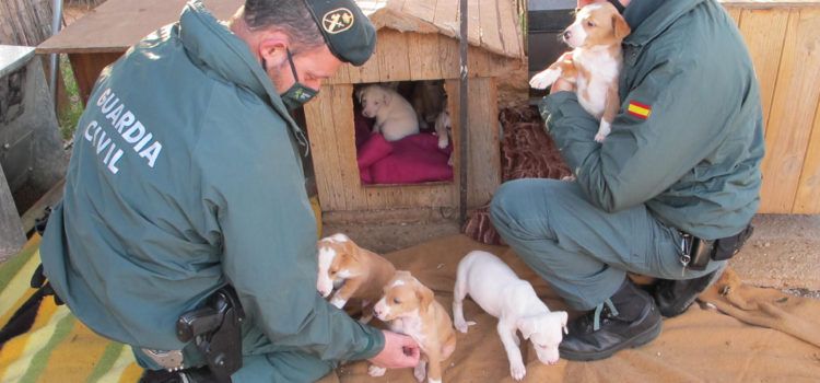 La Guardia Civil y la protectora de animales ARCA, rescatan 8 cachorros y una perra adulta en Roquetes