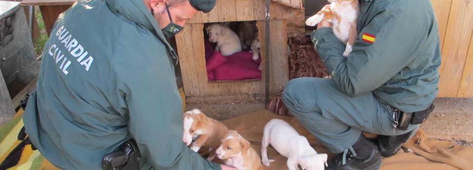 La Guardia Civil y la protectora de animales ARCA, rescatan 8 cachorros y una perra adulta en Roquetes