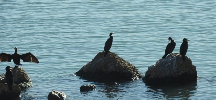 Fotos: La fauna del Cervol, a Vinaròs, ara amb corbs marins
