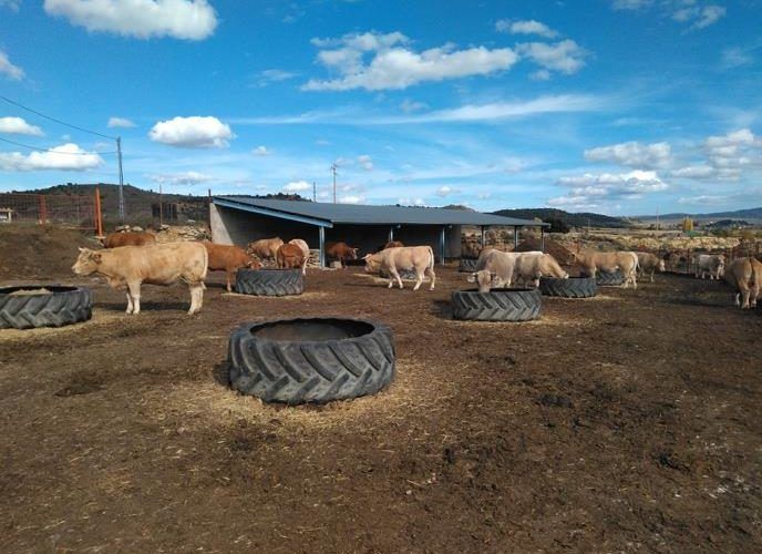 Proyecto conjunto la UPV, el CEU y el IVIA y la Cooperativa de Xert para revalorizar los alperujos del aceite de oliva