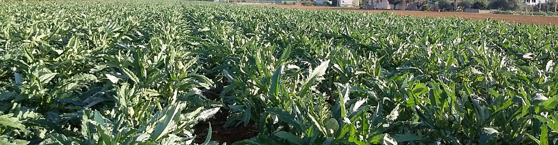 Benicarló regularà la utilització agrícola de fangs procedents de la depuració d’aigües residuals