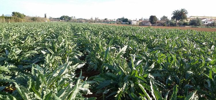 Benicarló regularà la utilització agrícola de fangs procedents de la depuració d’aigües residuals