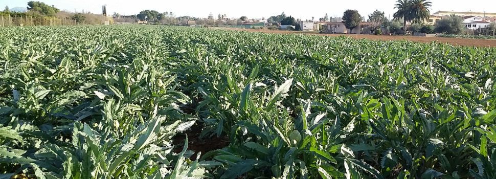Benicarló regularà la utilització agrícola de fangs procedents de la depuració d’aigües residuals