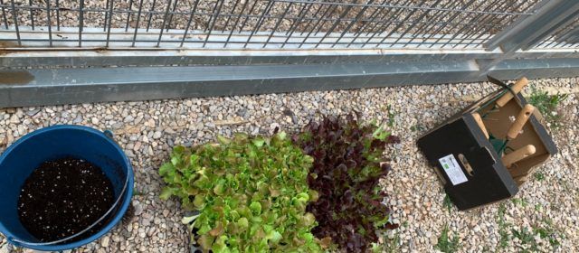 Els centres educatius de Vinaròs participen en el projecte Ecoescoles