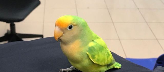 Busquen el propietari d’un agaporni extraviat