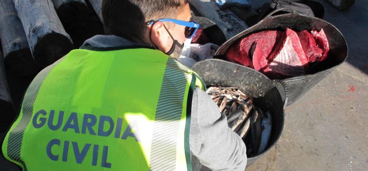 Dos investigados por pescar atún rojo en época de veda, entregado tras incautarlo a Cáritas Diocesana de L’Aldea