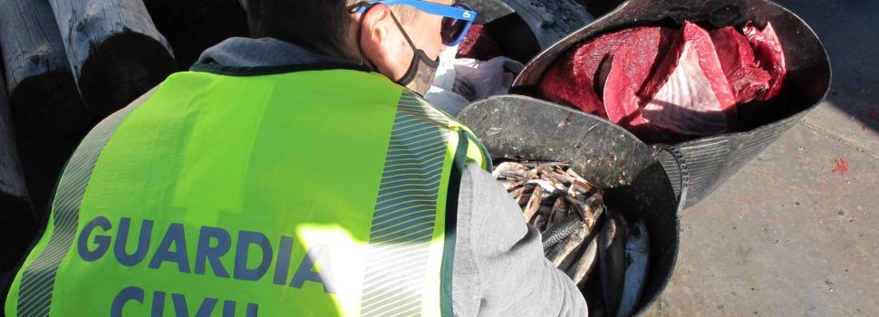 Dos investigados por pescar atún rojo en época de veda, entregado tras incautarlo a Cáritas Diocesana de L’Aldea