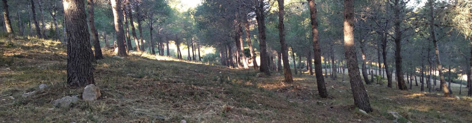 APNAL-EA denuncia “negligentes” actuaciones de silvicultura preventiva en la sierra de la Ermita de Vinaròs