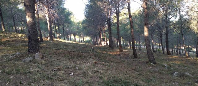 APNAL-EA denuncia “negligentes” actuaciones de silvicultura preventiva en la sierra de la Ermita de Vinaròs