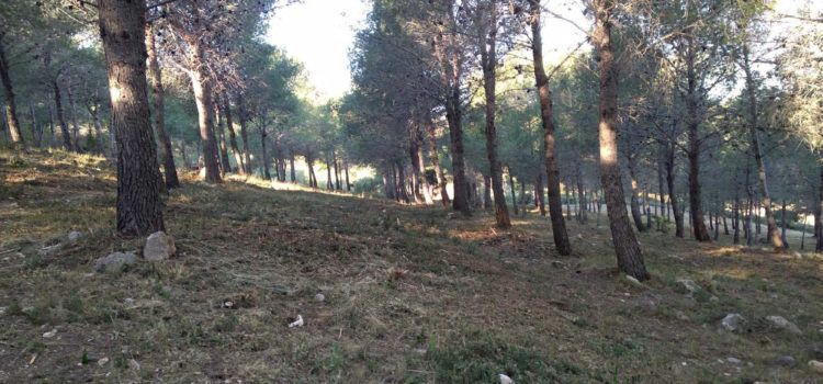 APNAL-EA denuncia “negligentes” actuaciones de silvicultura preventiva en la sierra de la Ermita de Vinaròs