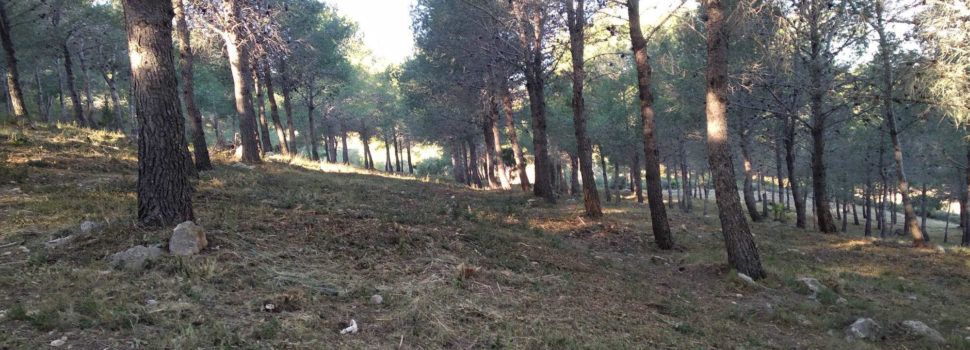 APNAL-EA denuncia “negligentes” actuaciones de silvicultura preventiva en la sierra de la Ermita de Vinaròs