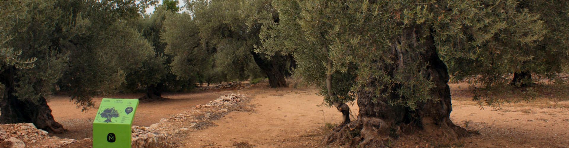Les oliveres monumentals s’haurien de potegir el 2021