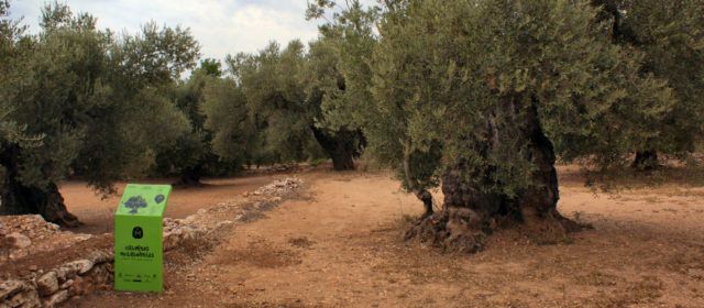 Les oliveres monumentals s’haurien de potegir el 2021