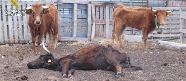 La Guardia Civil investiga a una persona por un delito de maltrato animal en Cervera del Maestre